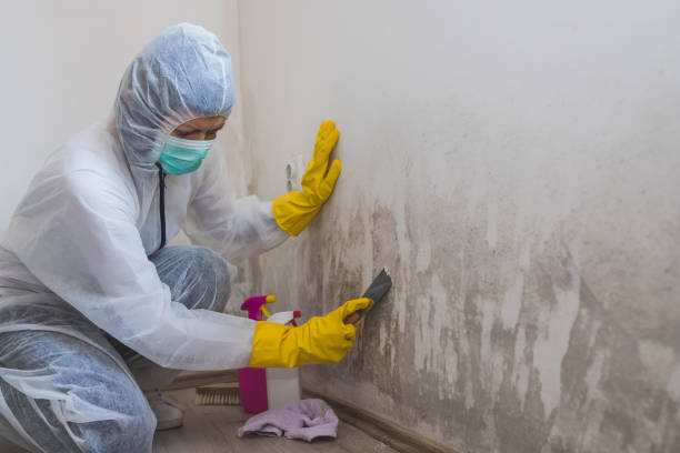 Best Certified Mold Removal  in Pink, OK
