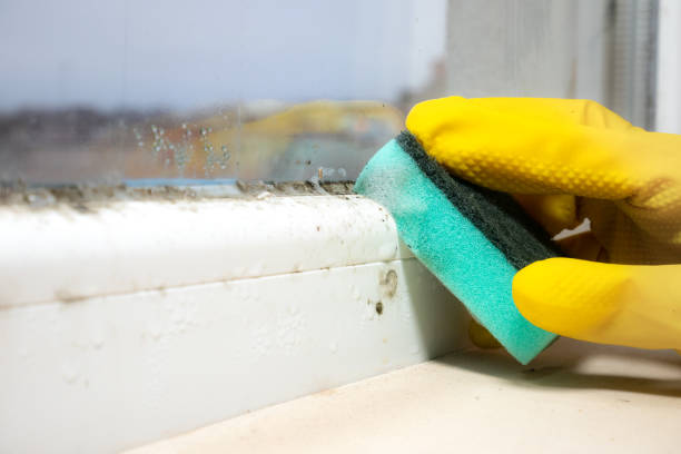 Best Attic Mold Removal  in Pink, OK