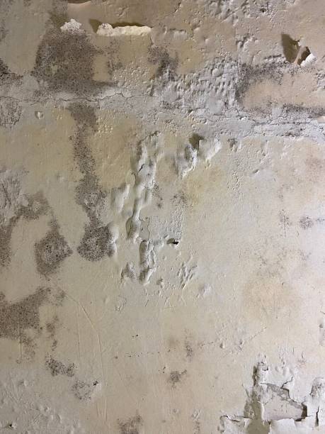 Best Fast Mold Removal  in Pink, OK